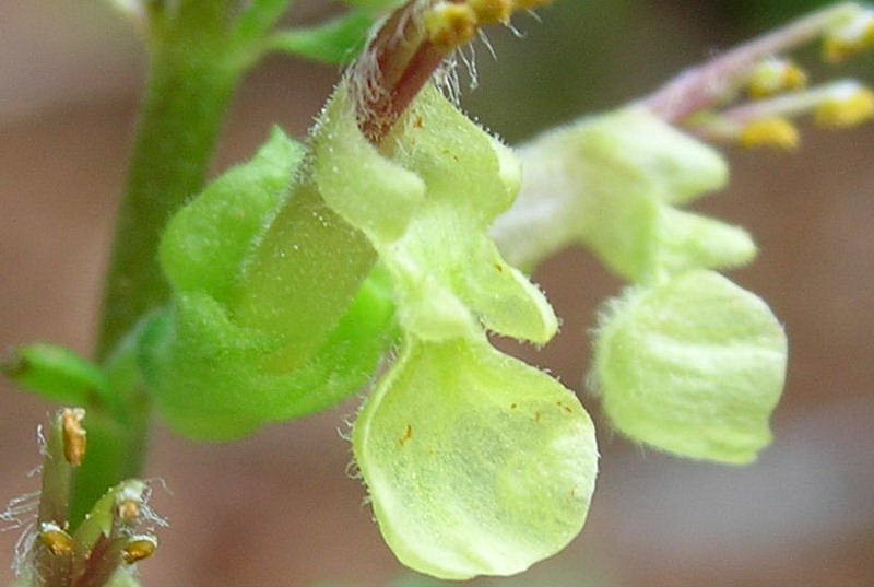 Teucrium scorodonia / Camedrio scorodonia